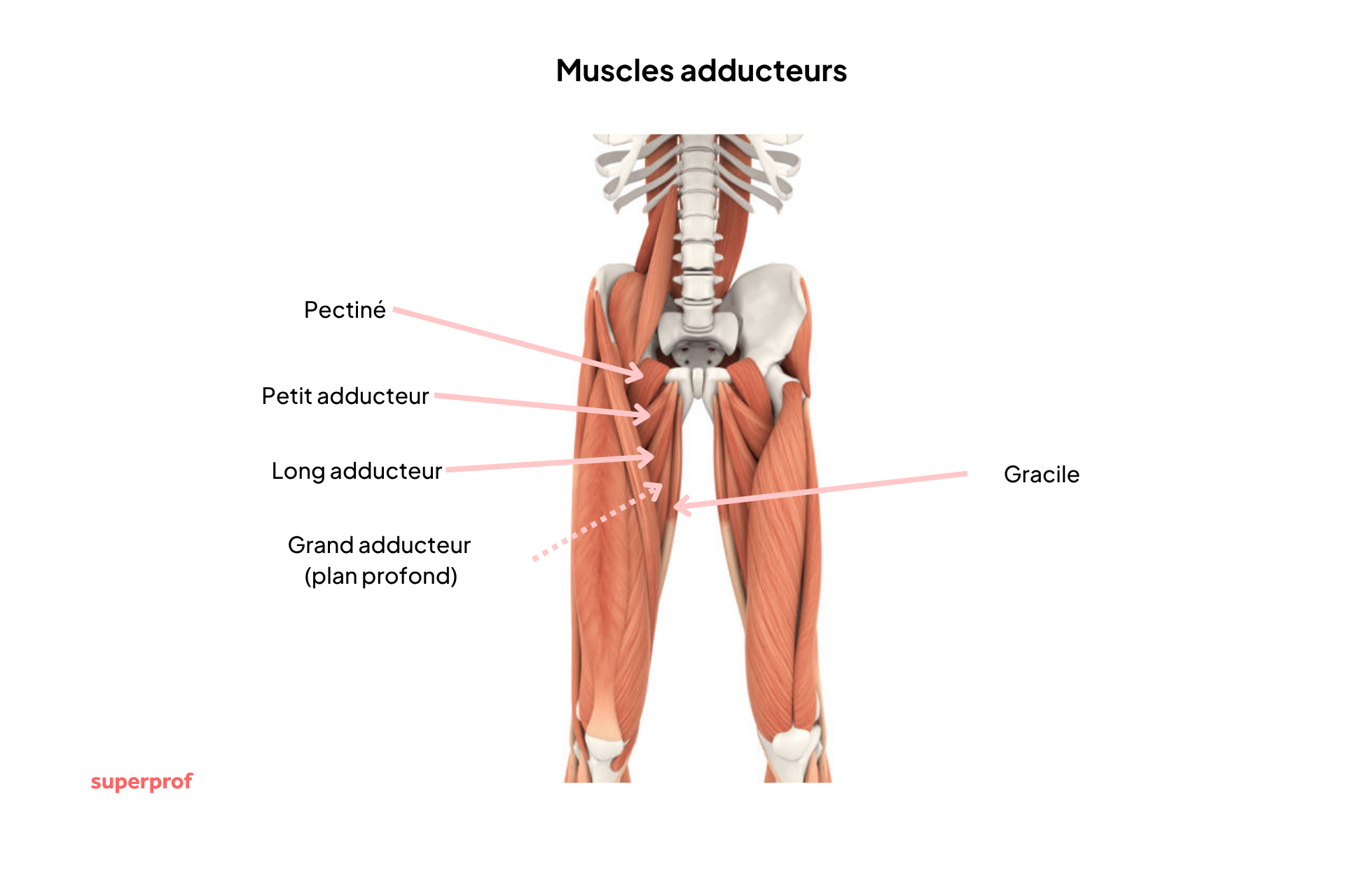 Détails anatomiques des 5 muscles adducteurs : pectiné, petit adducteur, long adducteur, grand adducteur et gracile.  