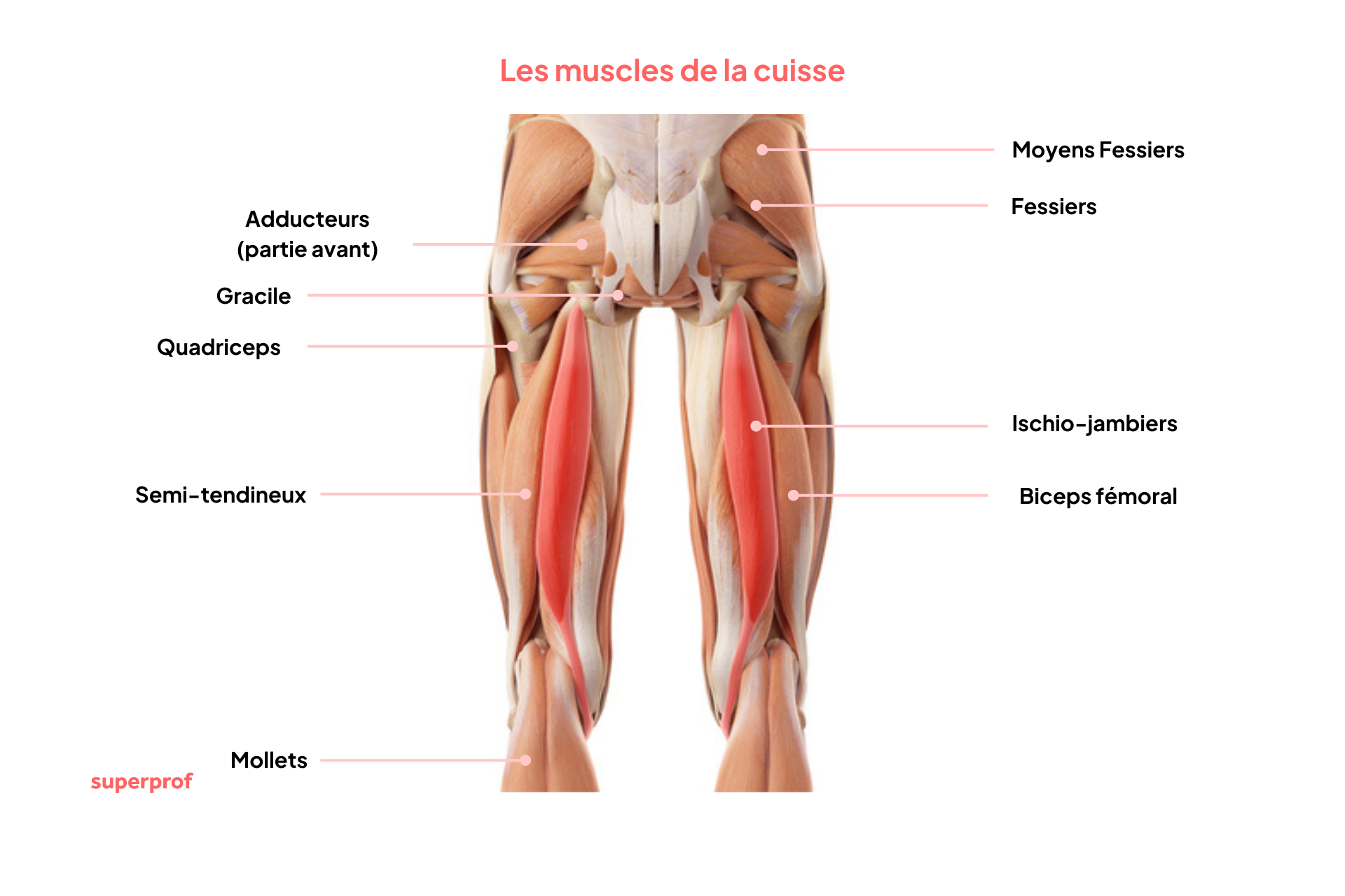 Découvrez les grands ensembles de muscles de la cuisse 