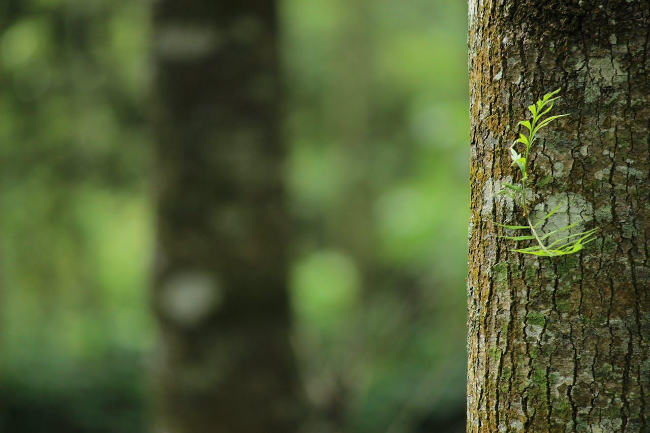 Photo d'une forêt avec un tronc d'arbre en gros plan.