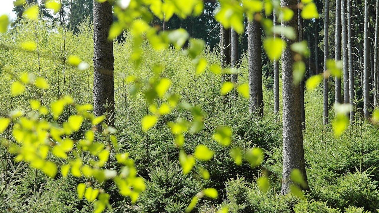 Photo d'une forêt. 