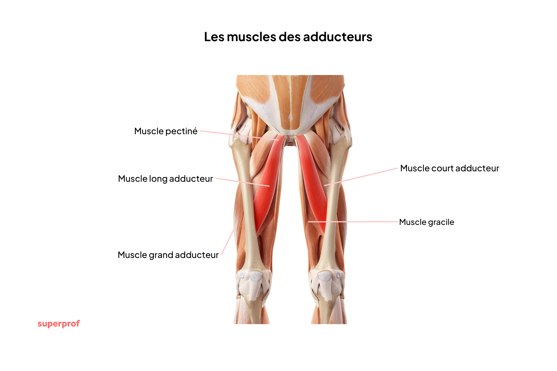 schéma de l'anatomie des adducteurs