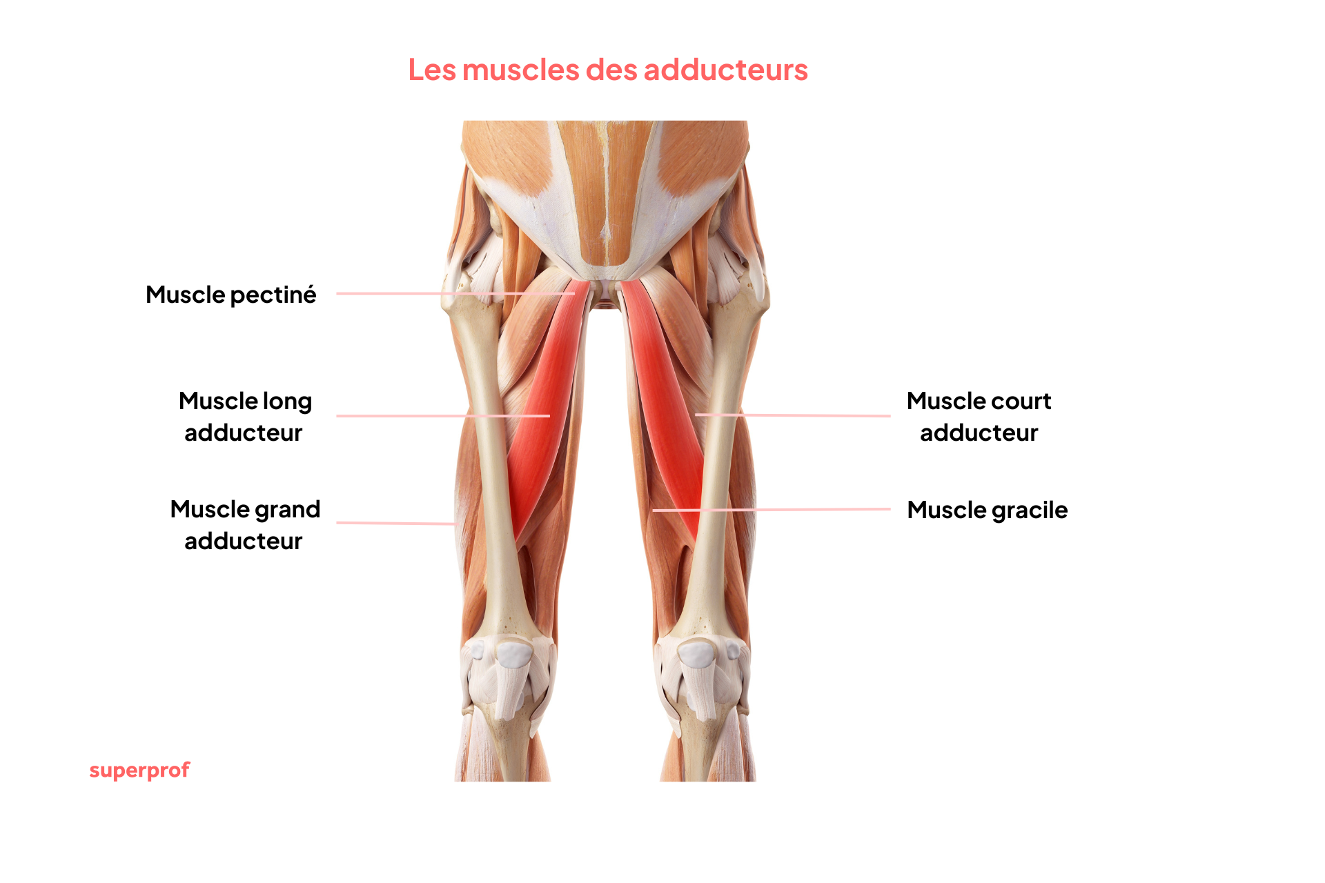 représentation des muscles adducteurs