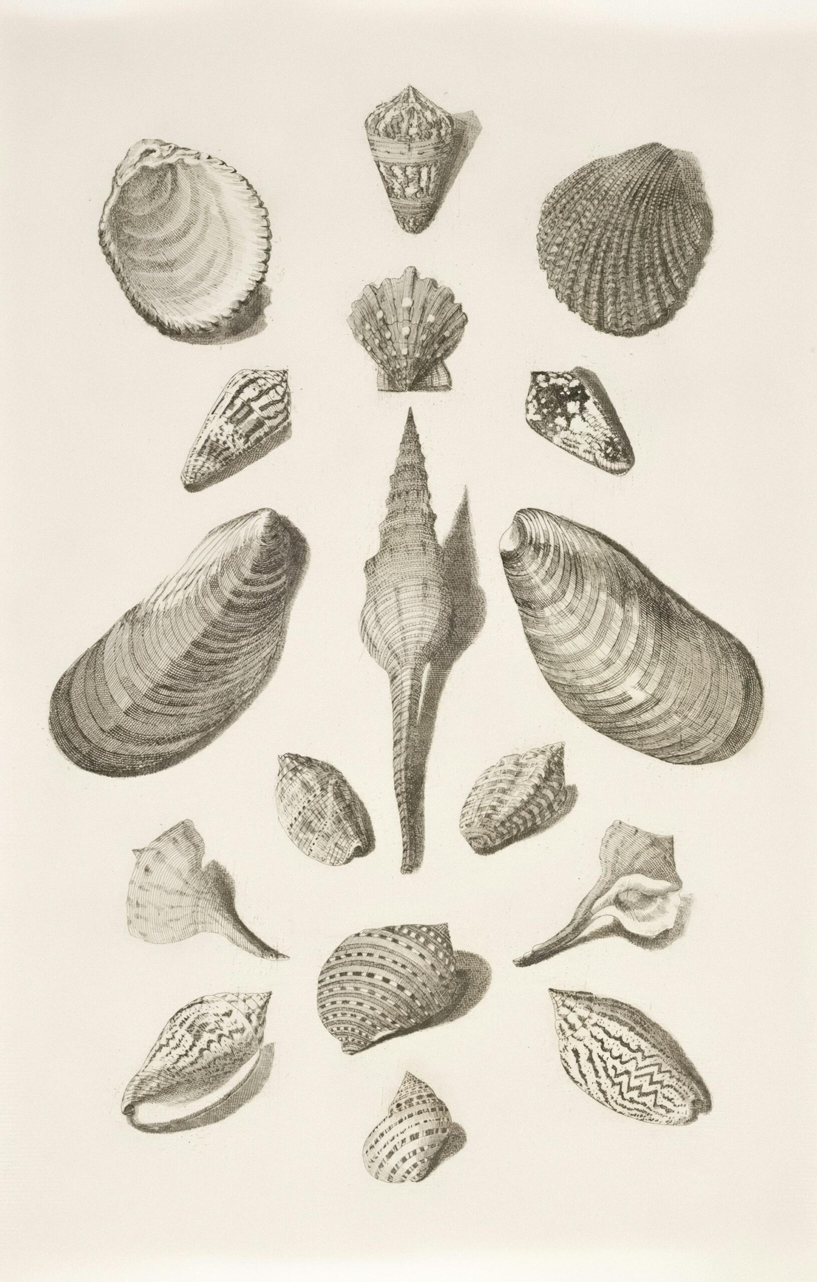 Dessins de coquillages