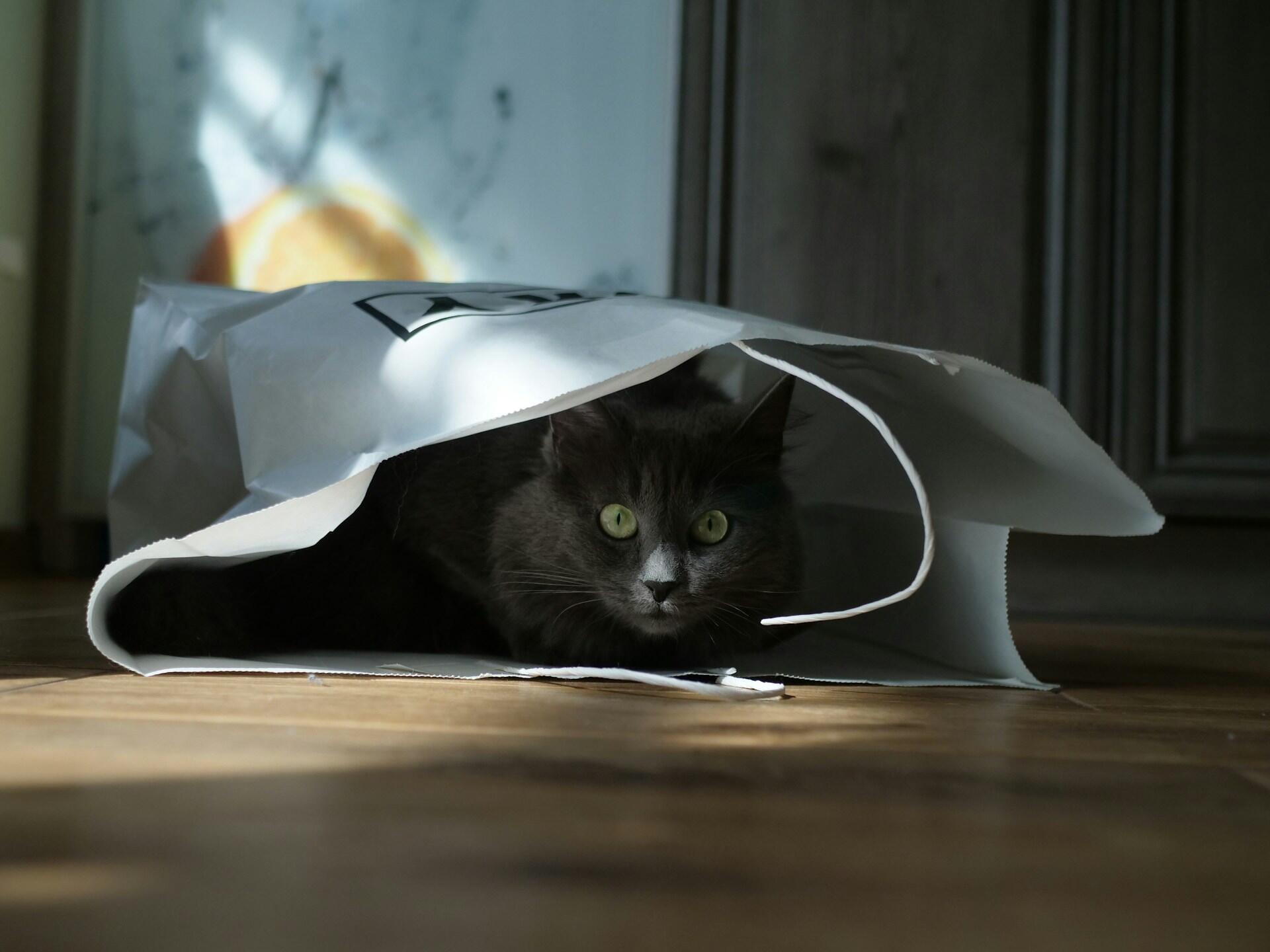 Un chat qui sort sa tête d'un sac de shopping