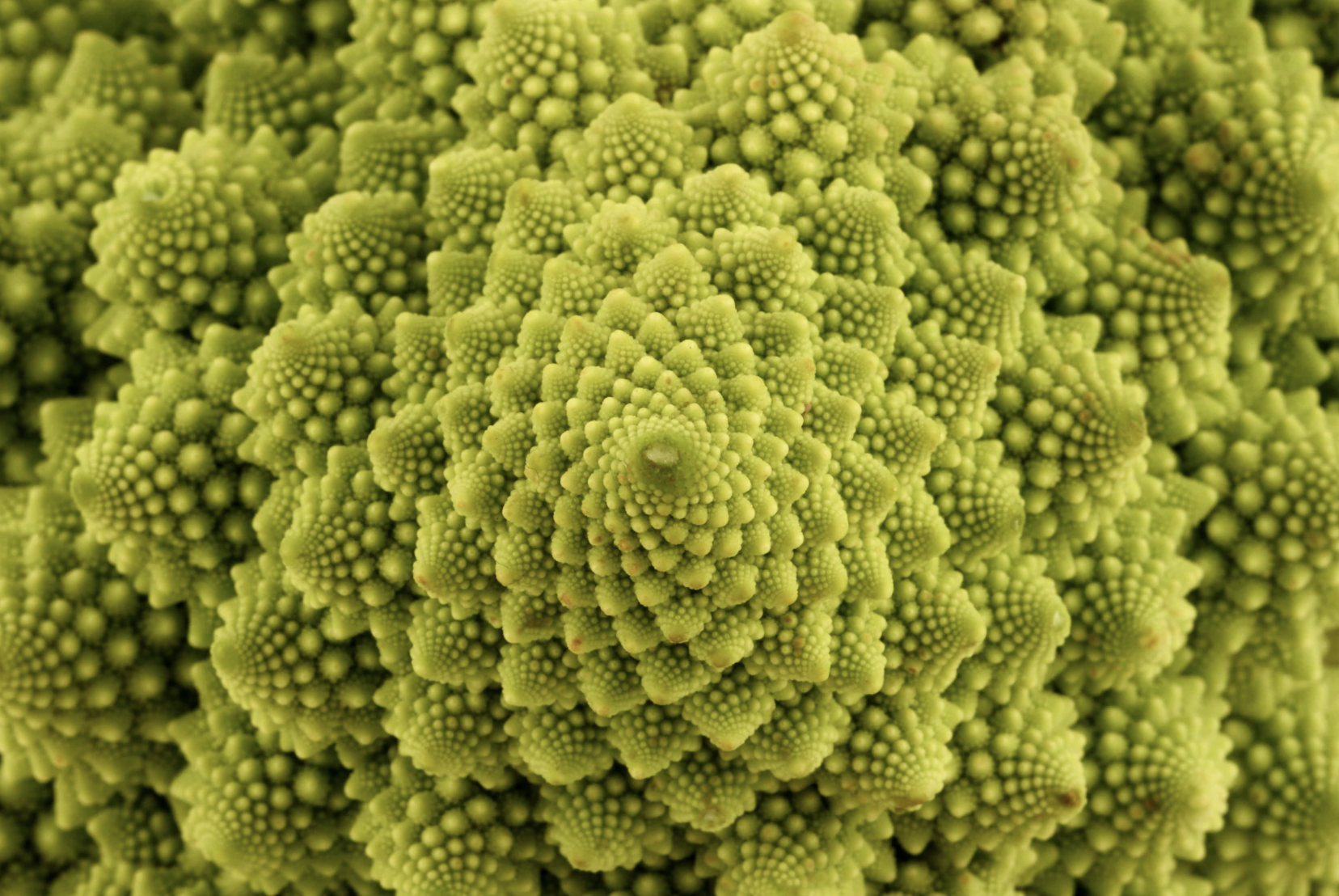 Chou romanesco vu du dessus.