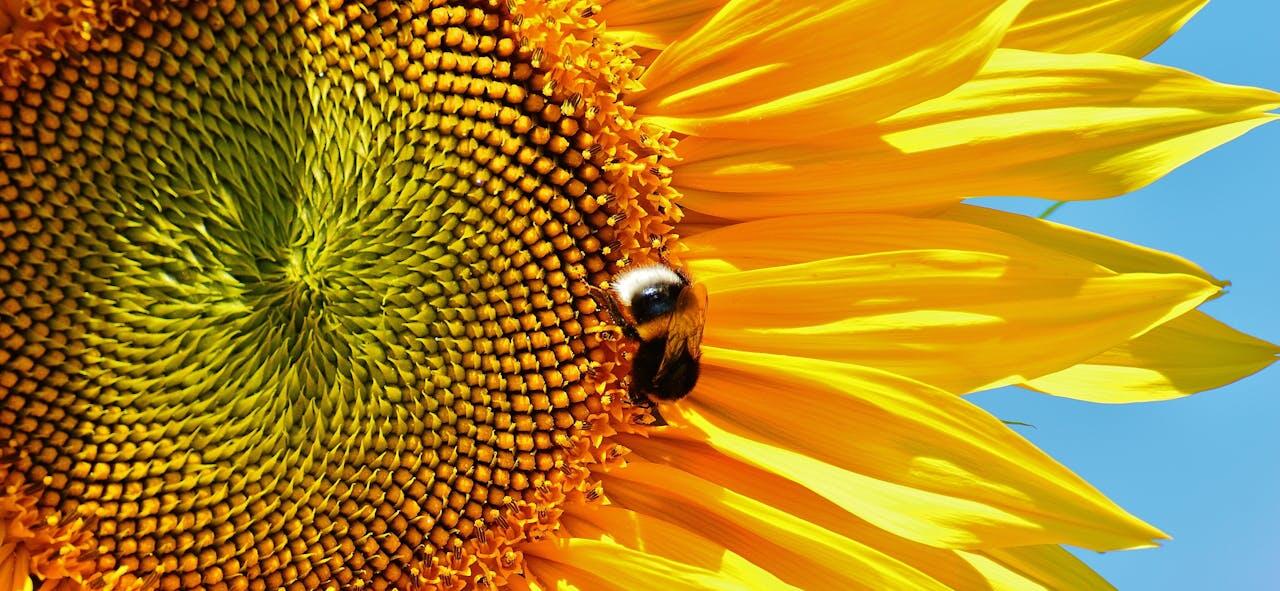 Tournesol vu en gros plan avec une abeille dessus.