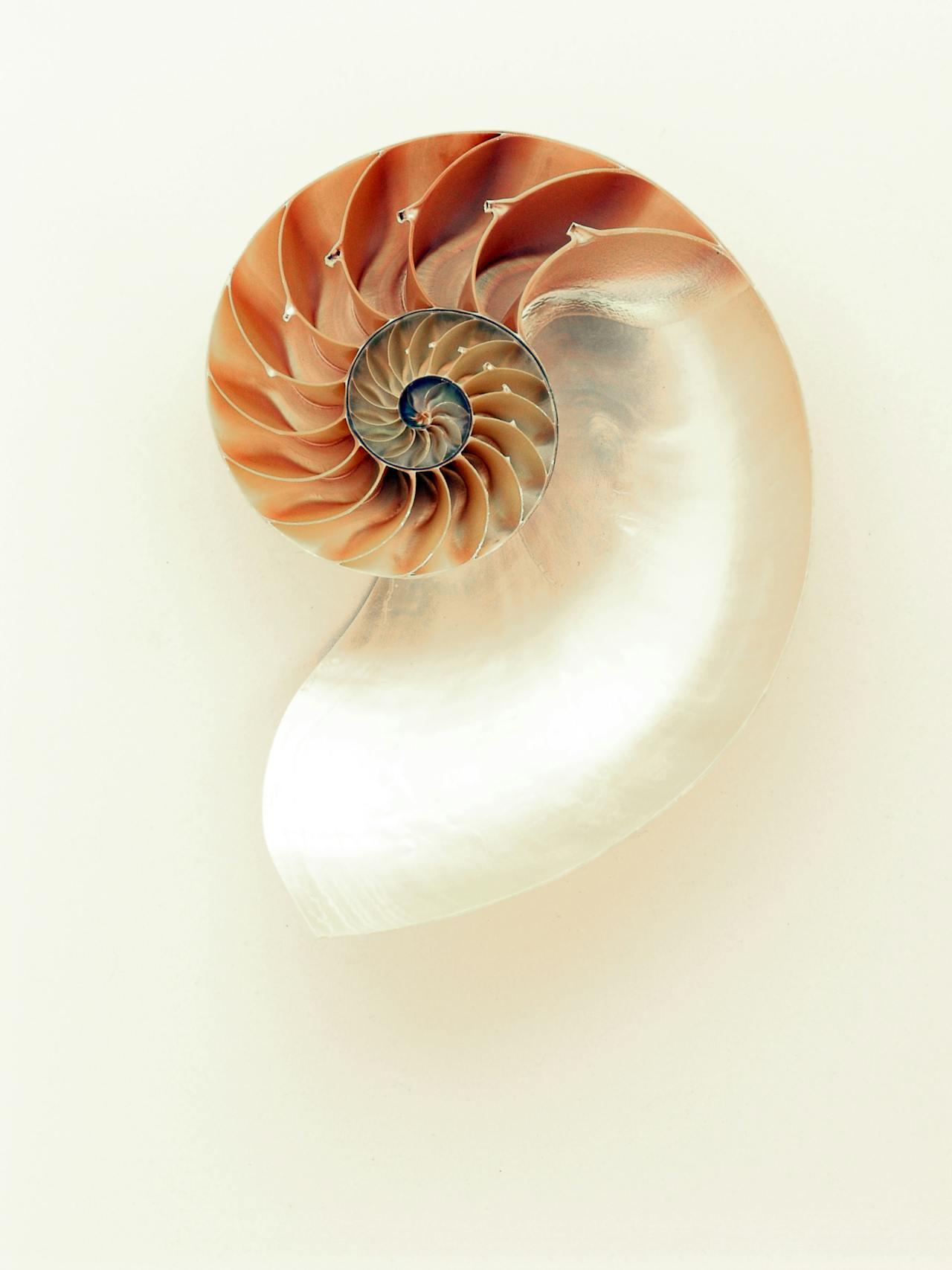 Coquillage en spirale où on retrouve la suite de Fibonacci.