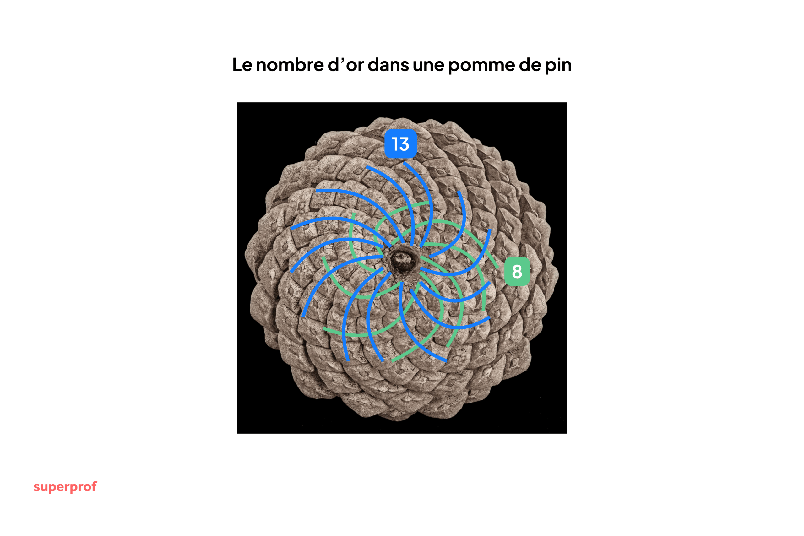 Pomme de pin vue d'en haut avec 8 spirales dans un sens et 13 spirales dans l'autre sens. 