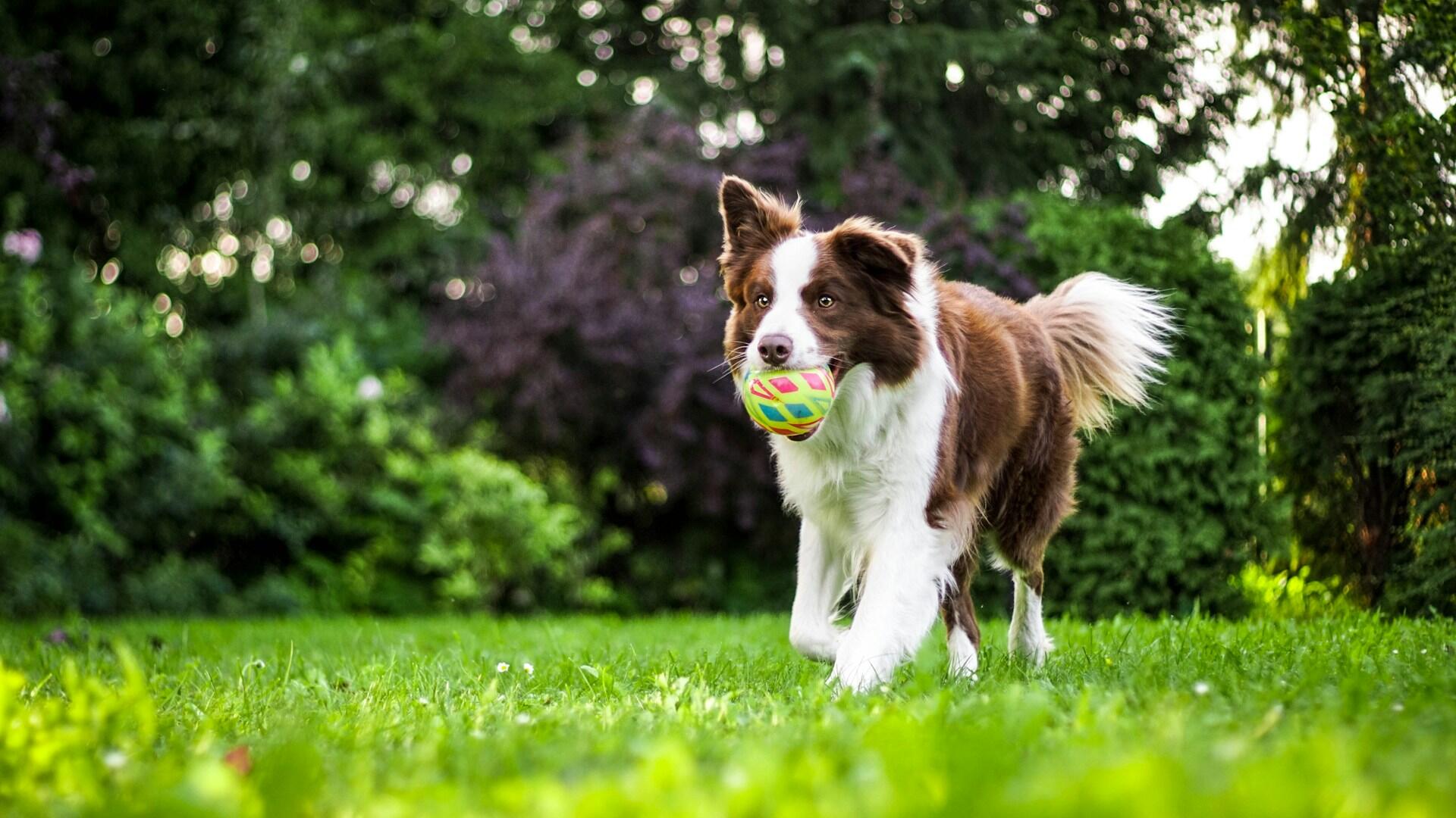 Un chien avec une balle dans la gueule dans un jardin