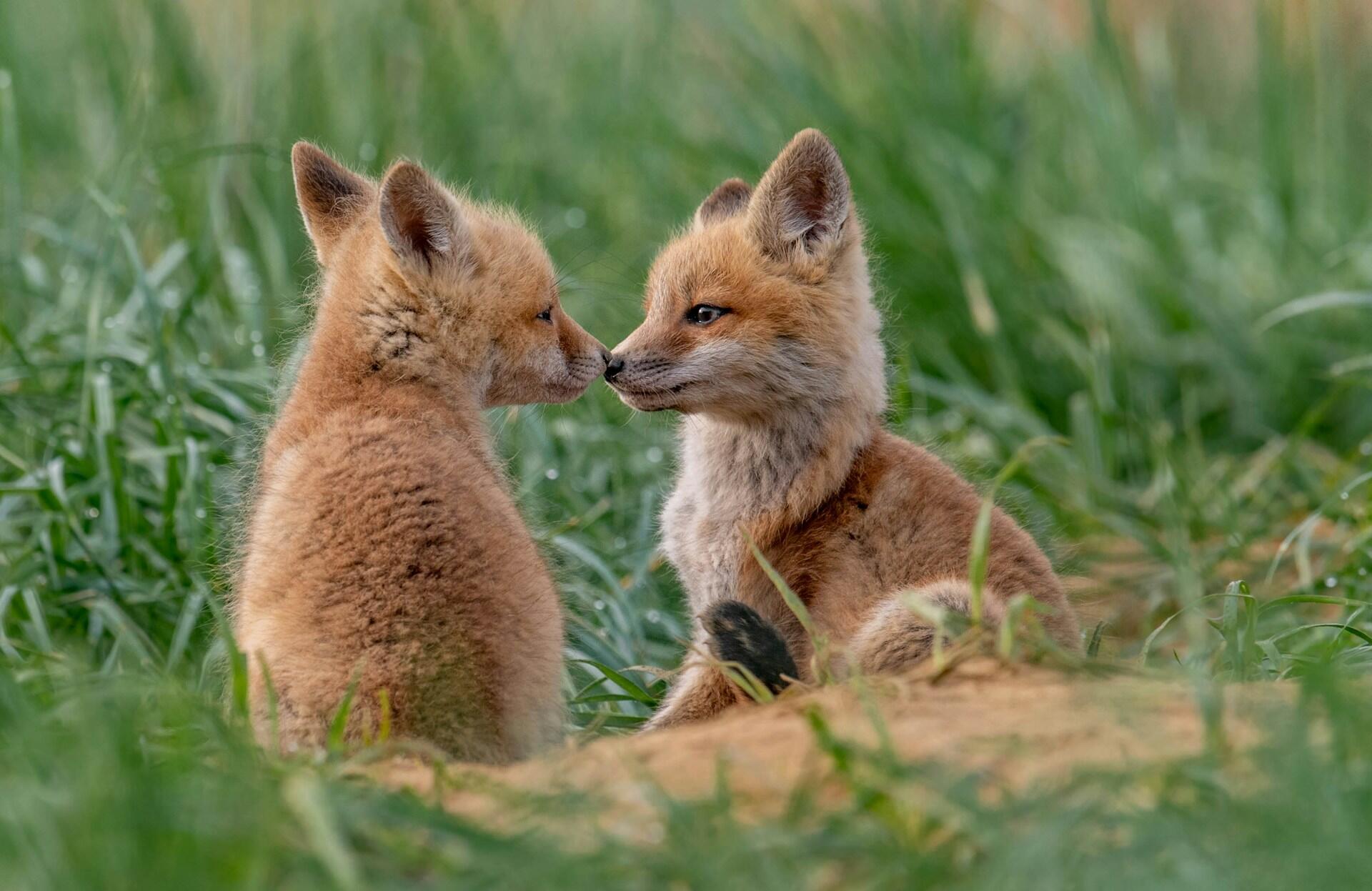 Deux bébés renards dans la nature
