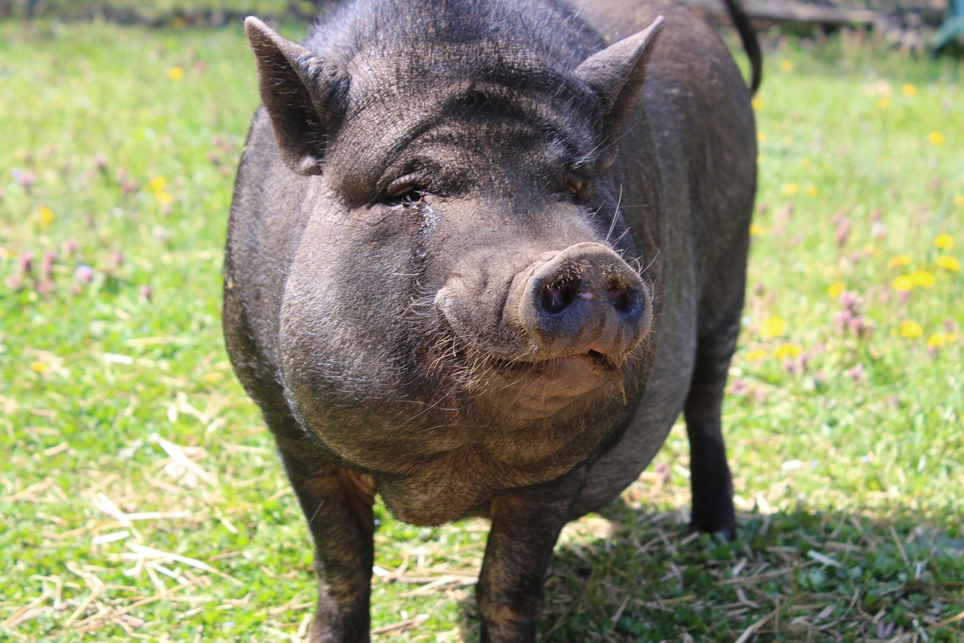 A large black boar standing in the grass on a sunny day. 