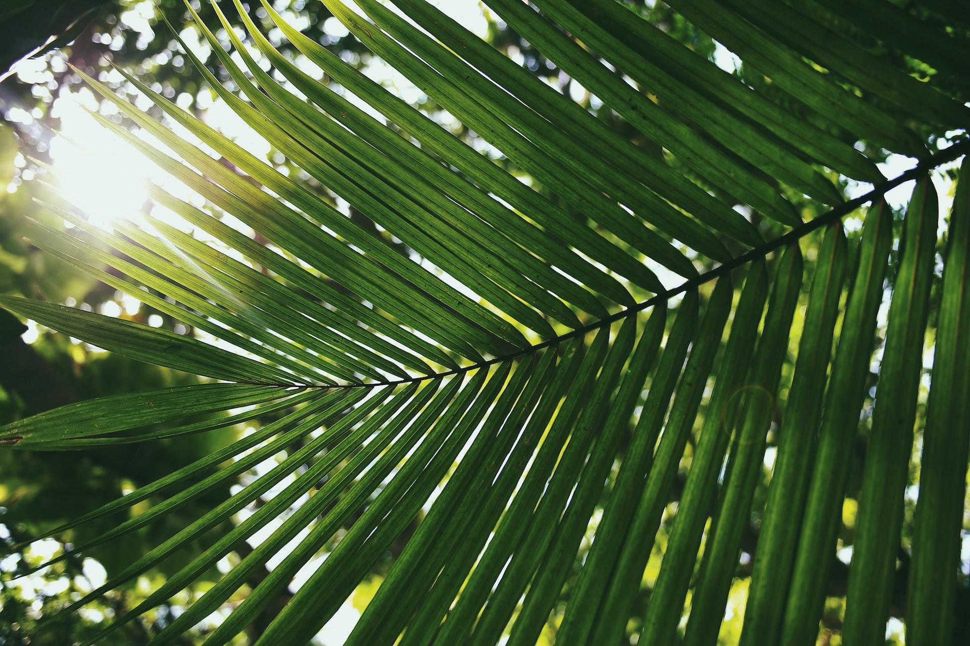 A shot upward of a green palm frond with the sun shining through.