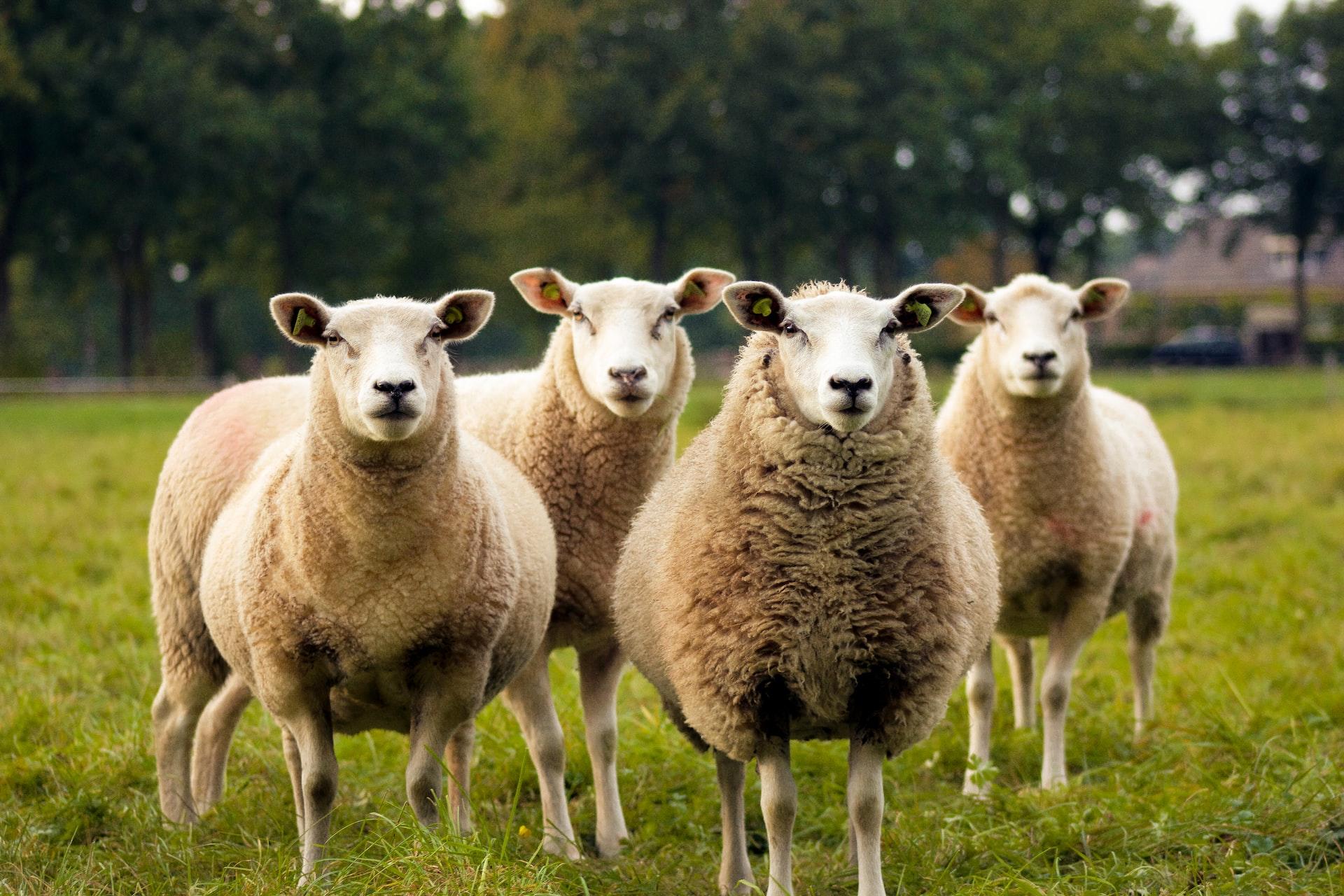 A group of wooly sheep stand in a green meadow facing the camera with a tree line visible in the background.