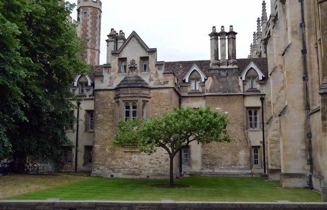 The famous tree that gave rise to Newton’s idea?