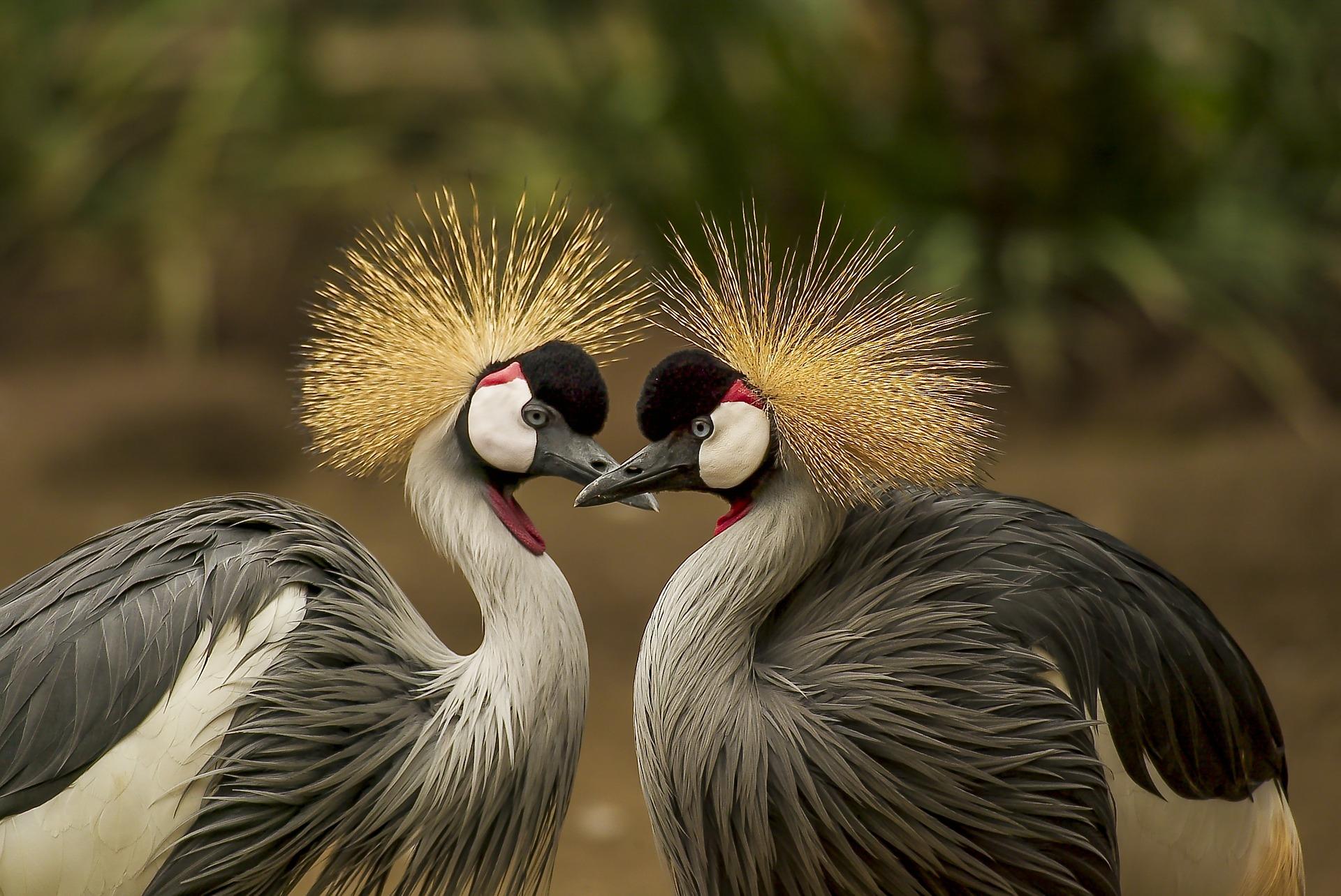 Neither birds nor words are exactly the same.