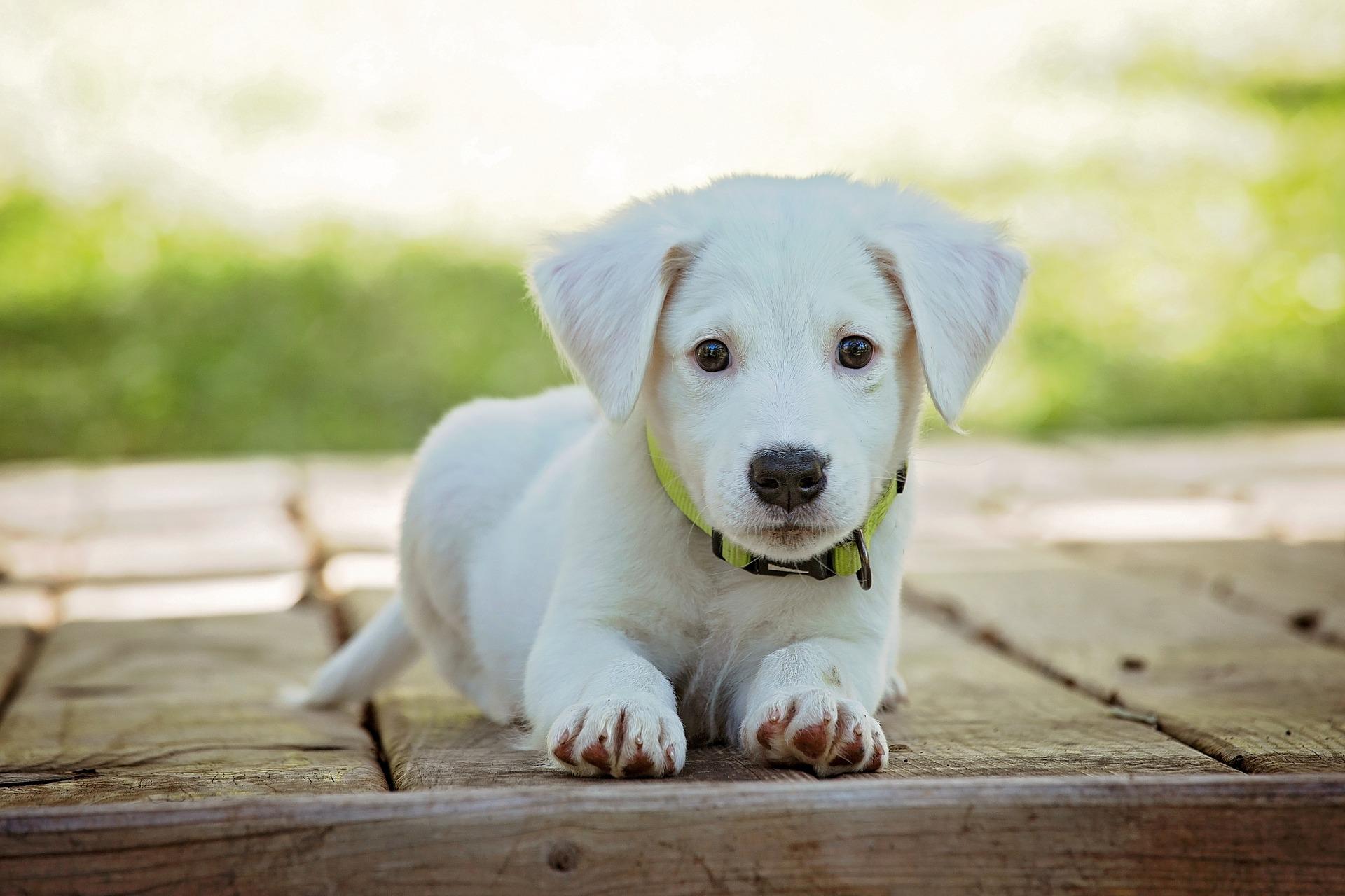 No one looks this good in a dog eat dog world.