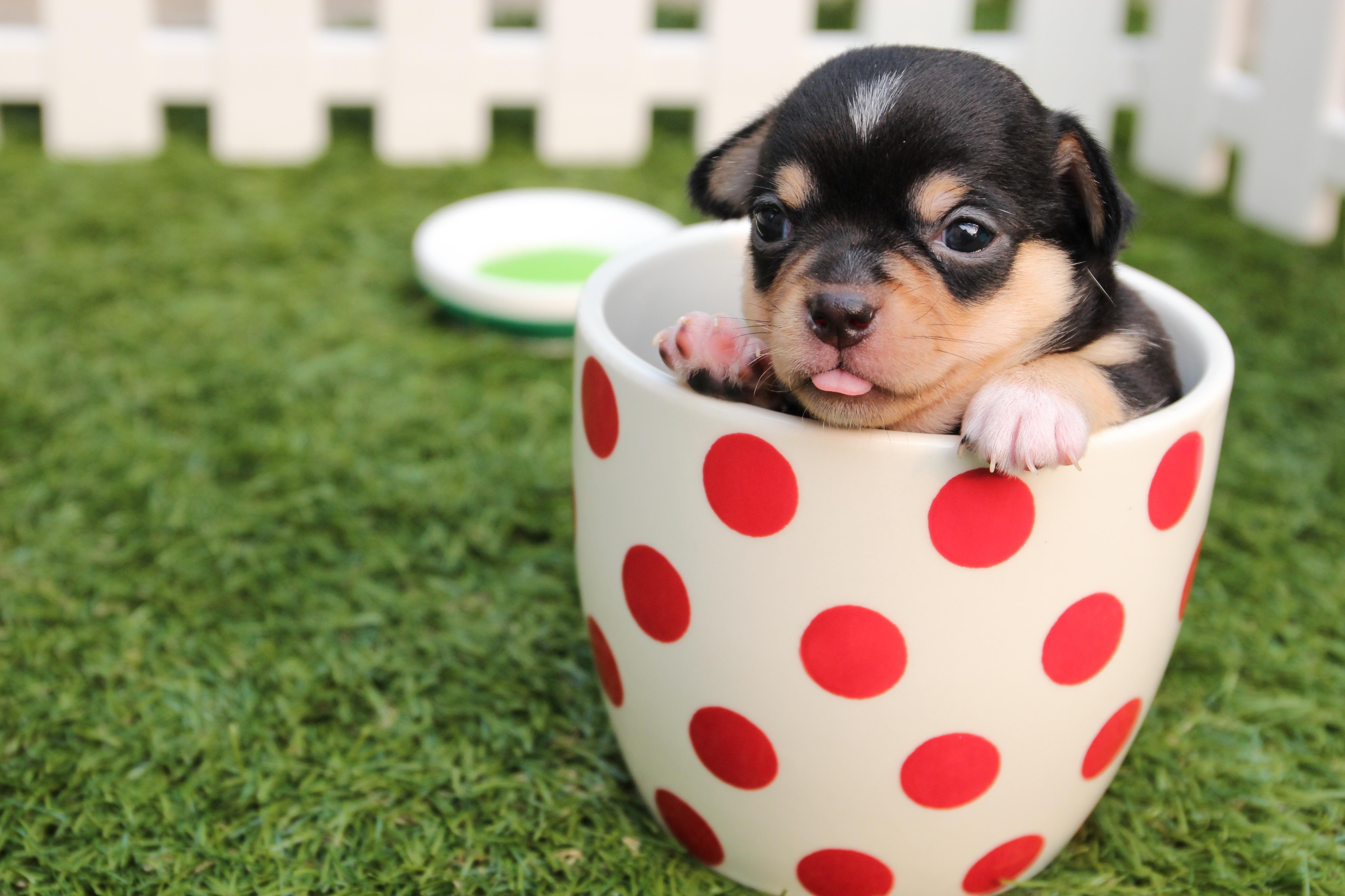 What are the best veterinary schools in Germany?