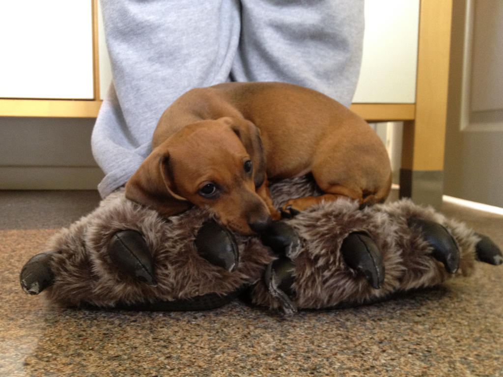 Der kleine Hund but ein kleiner Hund