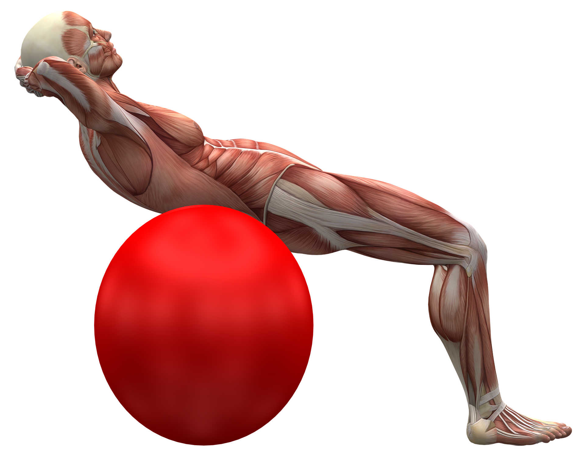 Target each muscle group with specific exercises