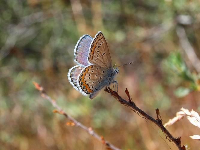 Biology is great for those who are interested in nature.