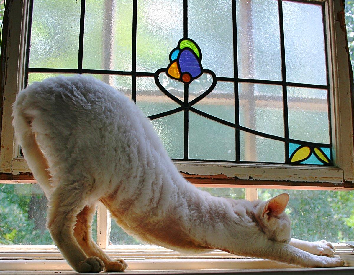 Cat Stretch Pose helps relieve stress