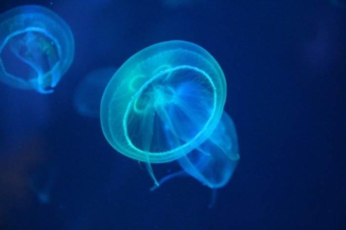 Biology is a limitless subject as there is always more to be discovered.