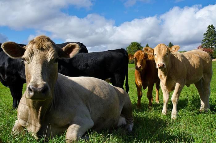 We have photosynthesis to thank for providing food for dairy cows, who in turn produce milk for us to consume.
