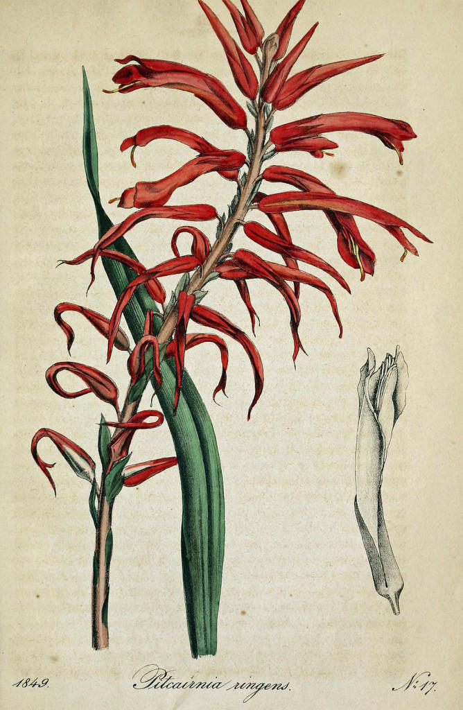 Flower studies have helped scientists to distinguish flower species from one another.