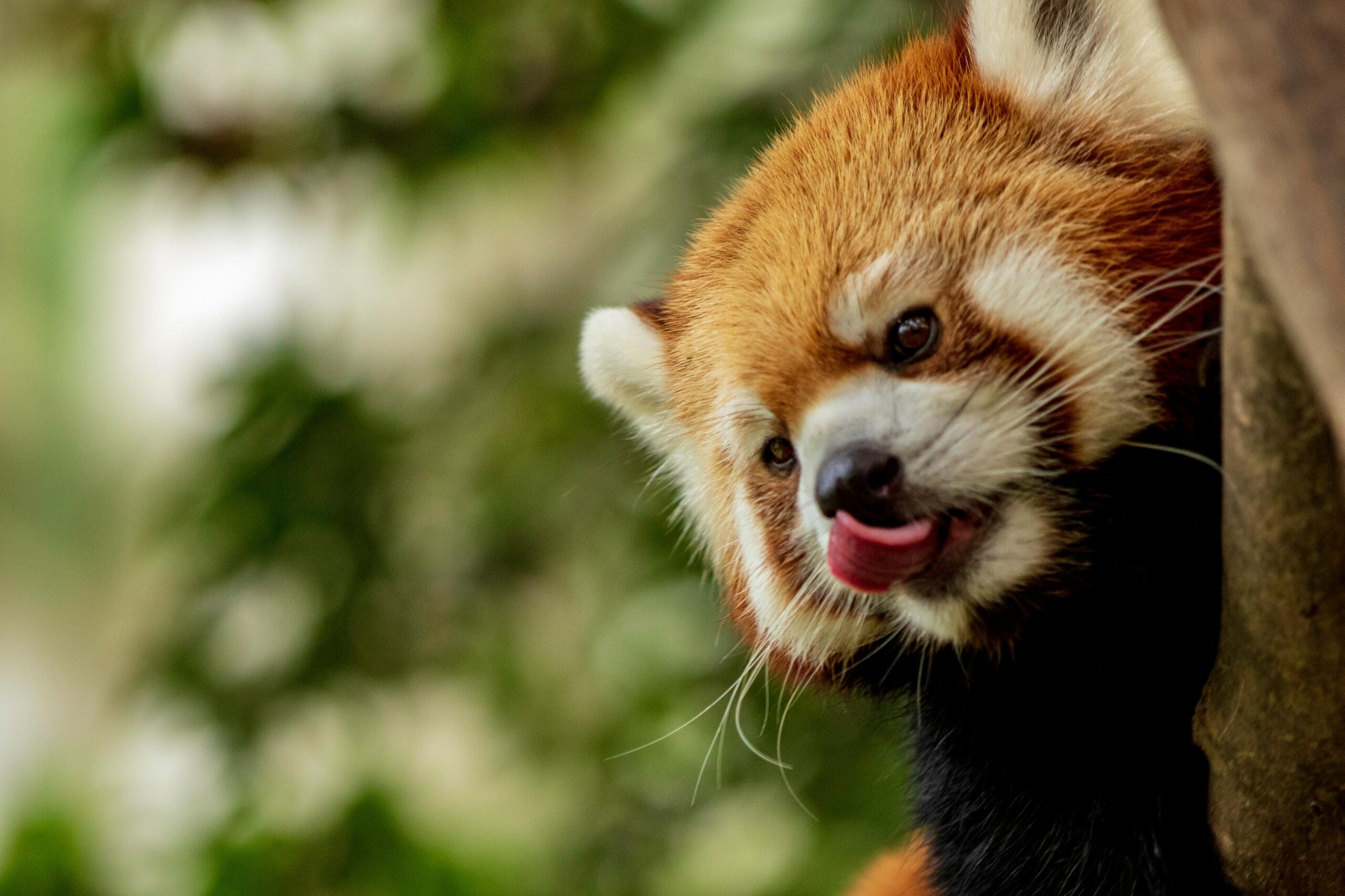 red panda hanging from a tree