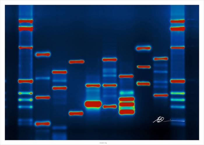 Our characteristics are determined by the chromosomes passed down from parents.