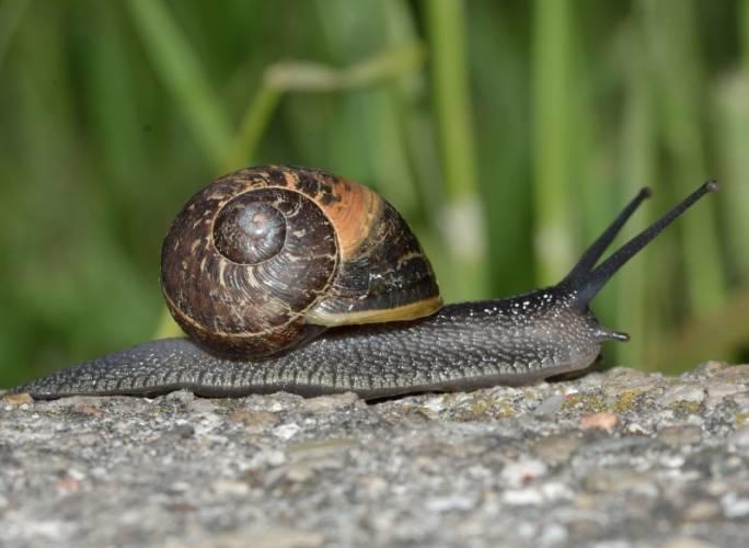 Invertebrates are species like molluscs.