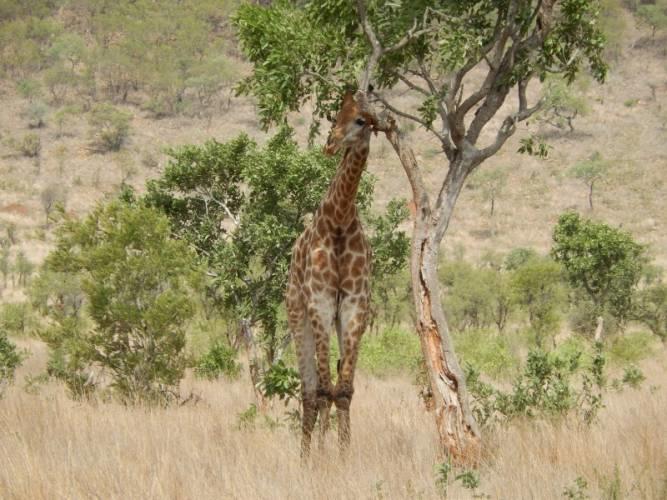 Giraffes with short necks were gradually weeded out as they weren't as well adapted to survive as those with longer necks.