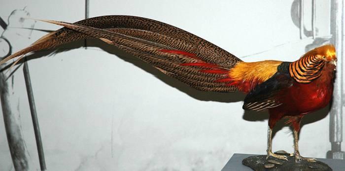 Vertebrates include bony fish, birds and mammals.