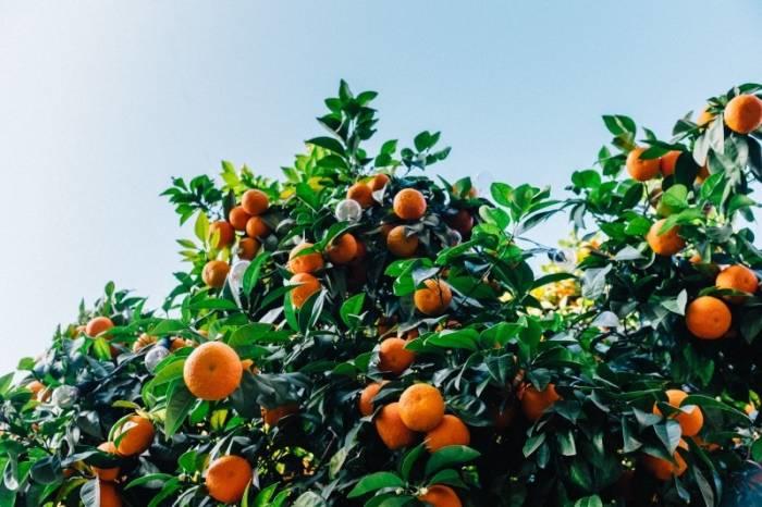 A lack of vitamins can cause deficiencies in diet.