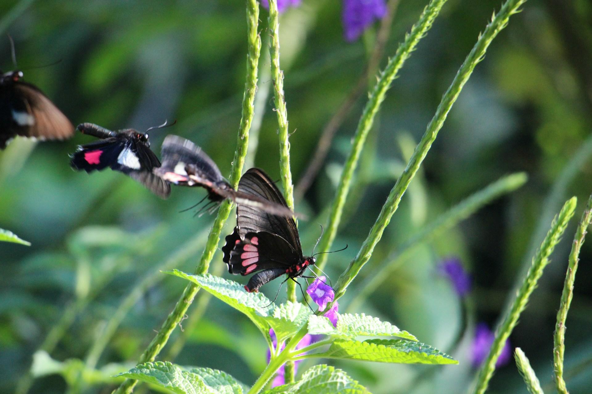 butterflies in nature