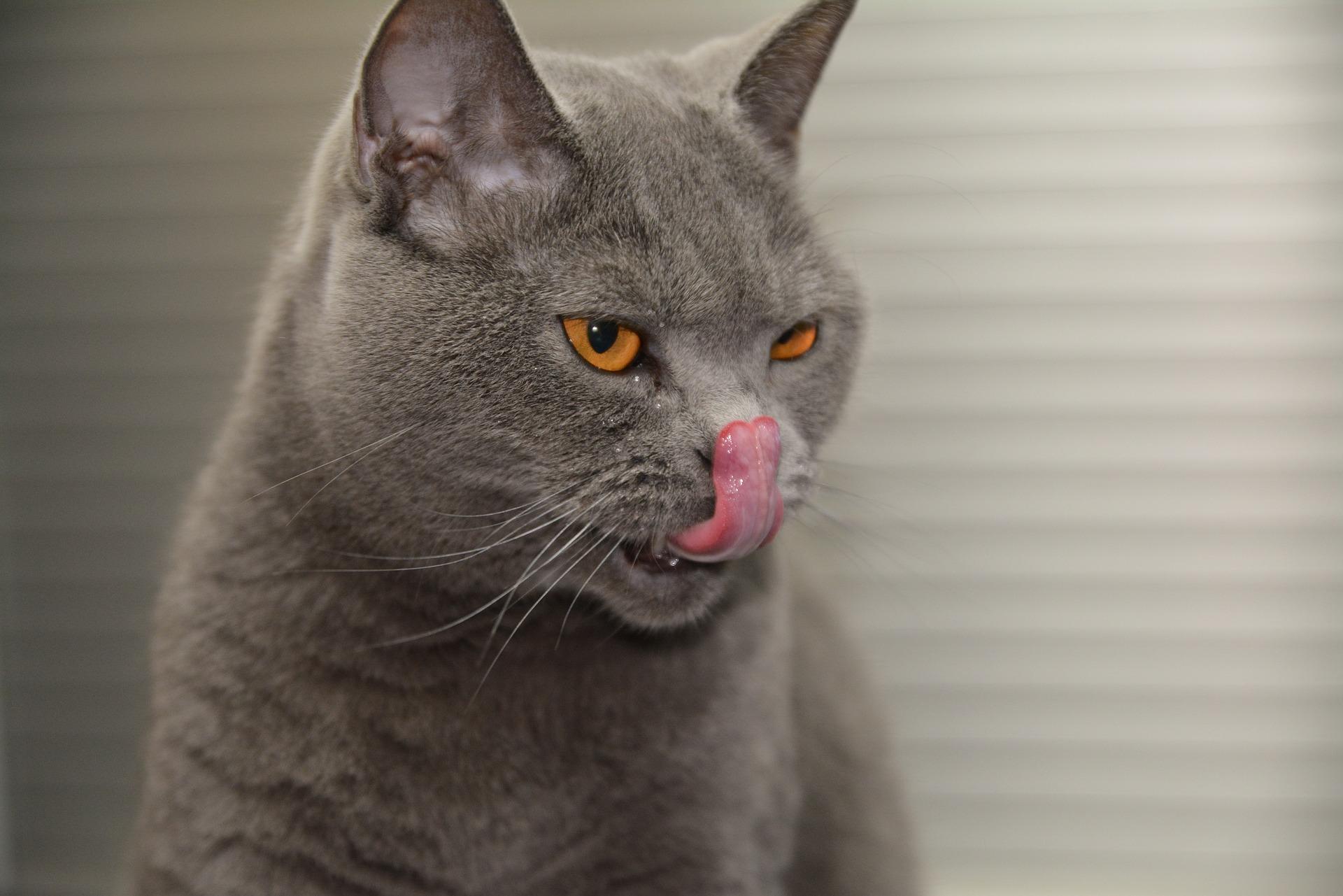 Should you charge more for uncooperative cats than placid pythons?