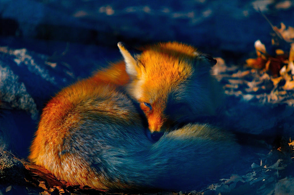 Mozilla Firefox is a good browser.