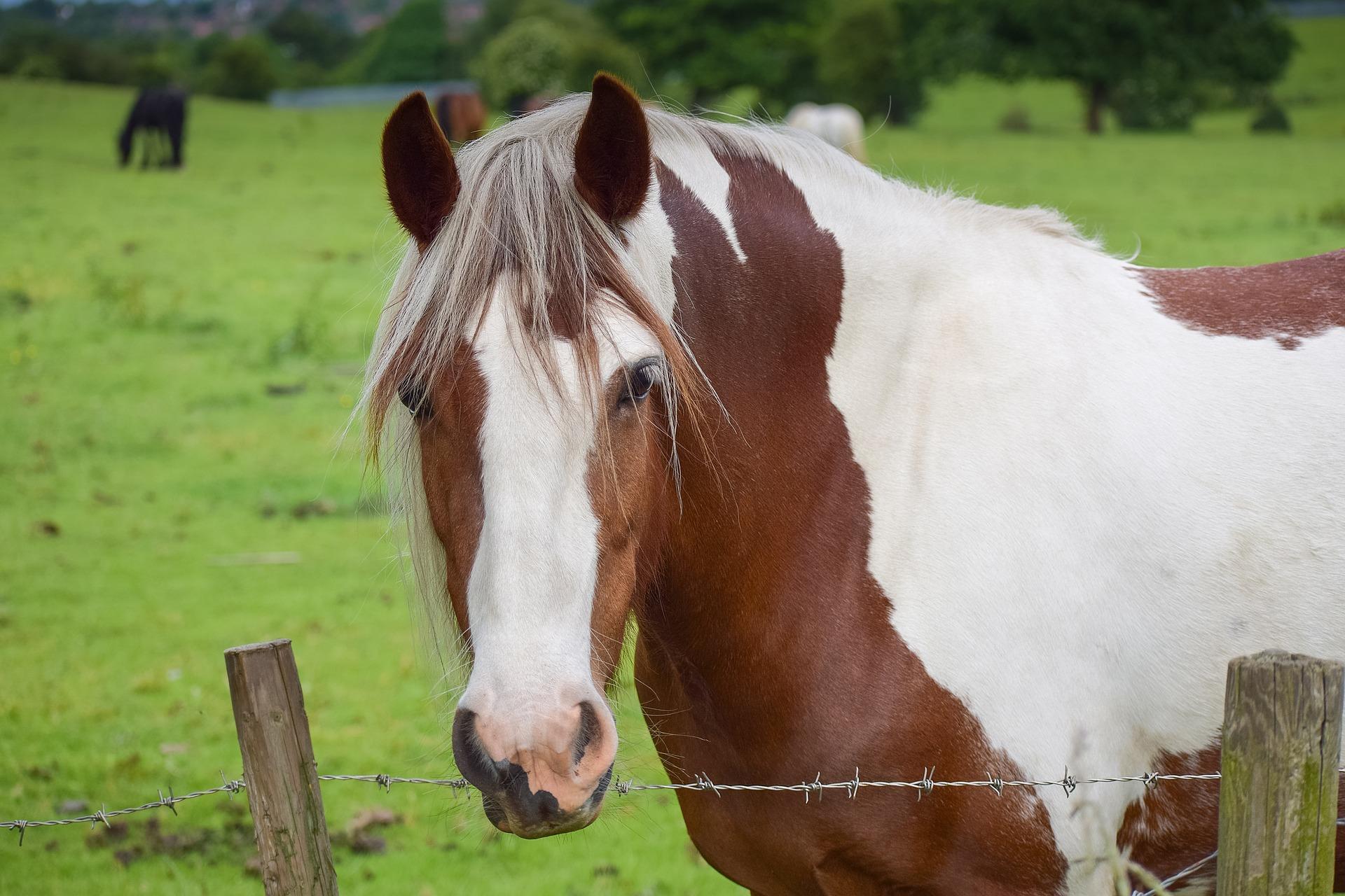 Love horses? You might want to shoot them... but only with a camera