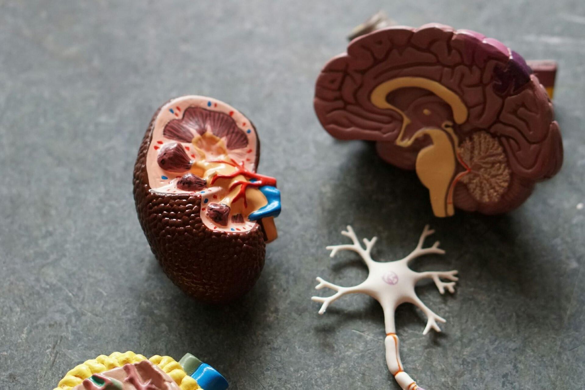 Models of human organs.
