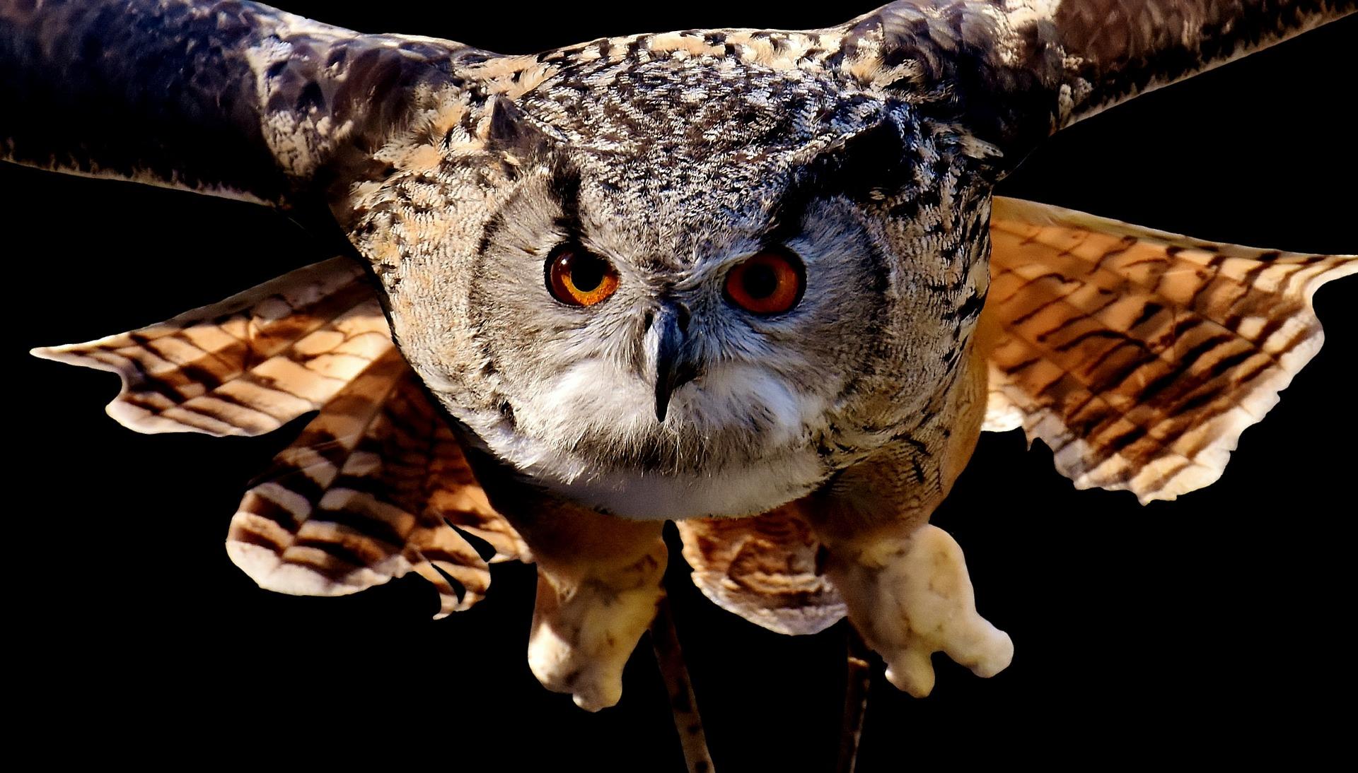 Capturing nocturnal animals requires patience, practice and skill