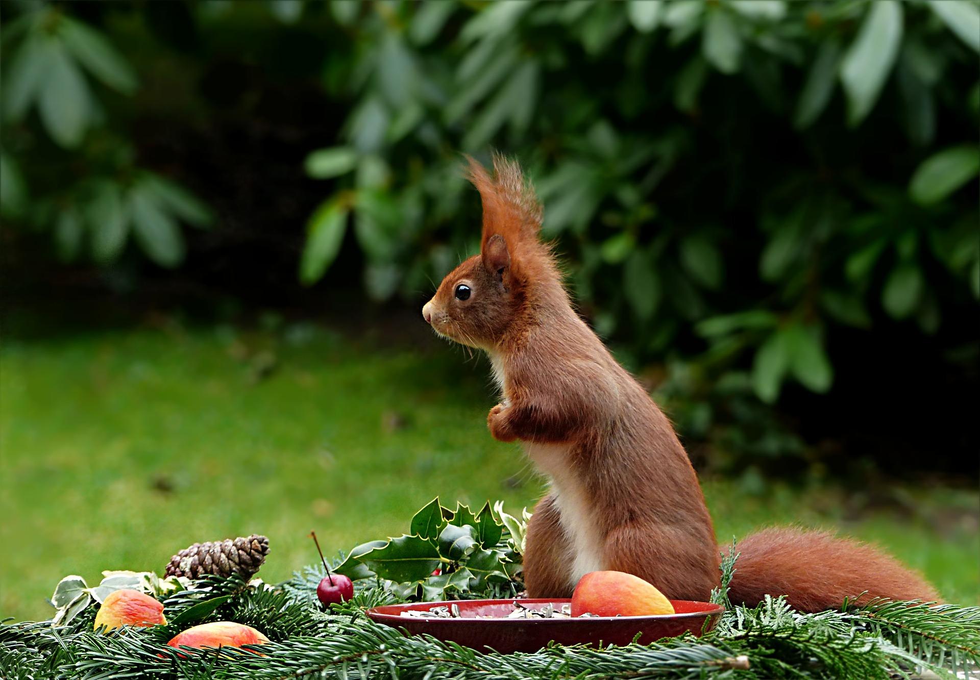 Do you too want to capture hilarious animal shots?