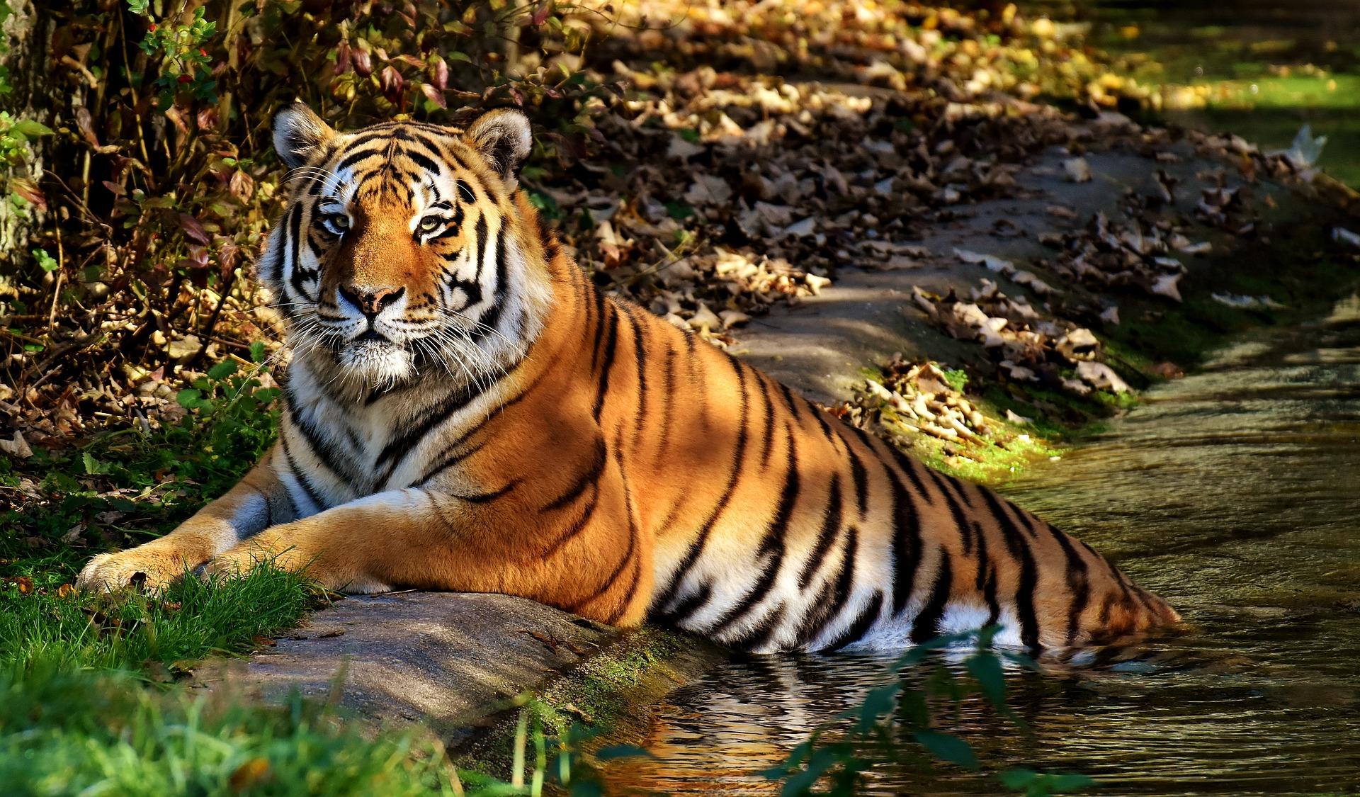 Shooting a tiger is best done from a safe distance