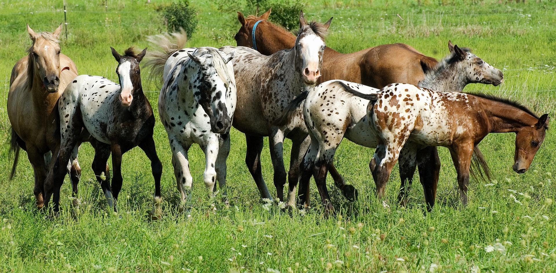 Helpx can put you in touch with desirable homestay situations, such as caring for horses