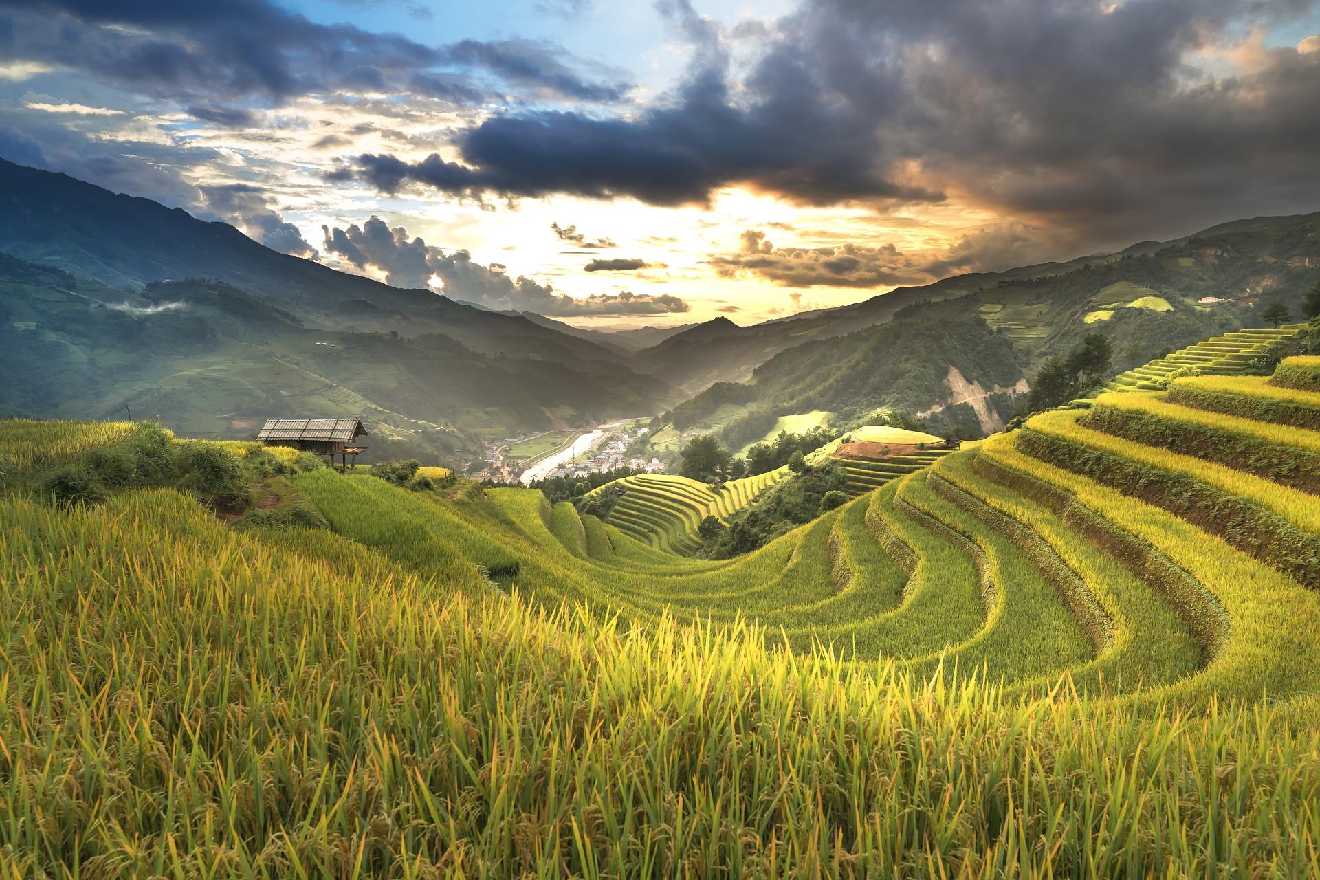 How do you cook Cantonese rice?