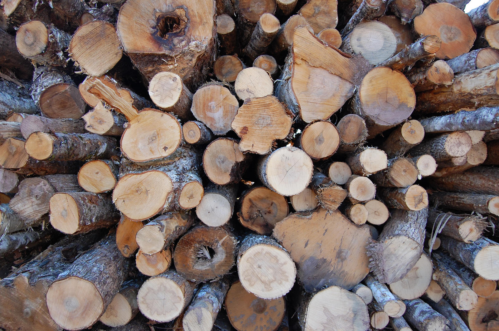 Wood logs stacked together