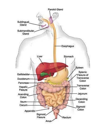Here are all the parts that make up the digestive system.