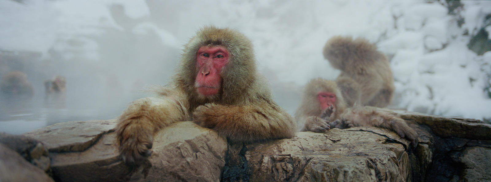 Monkeys bathing in hot spring.
