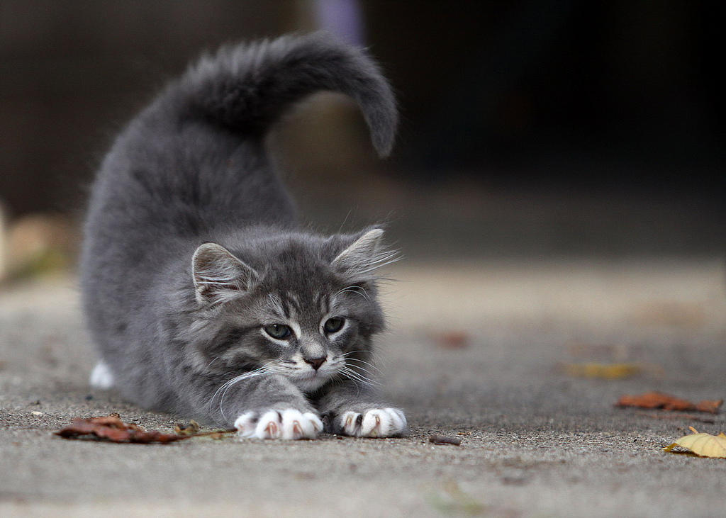 Cats stretch all the time.