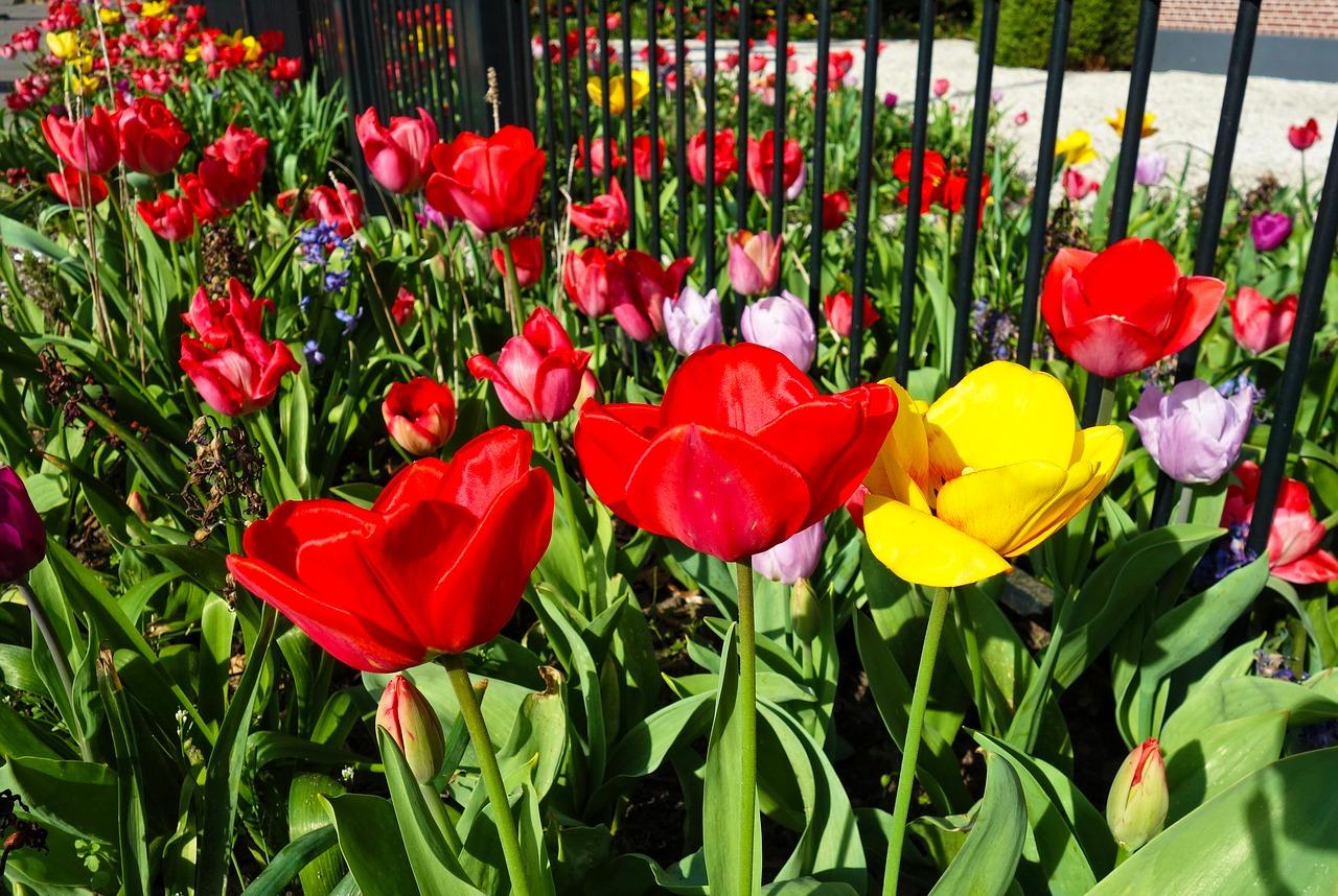 A picture of tulips. Tulip mania caused an economic crash in the 17th century.