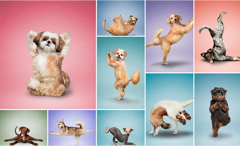 Cute dogs doing yoga asanas